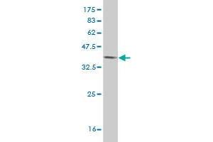 Western Blotting (WB) image for anti-Enhancer of Rudimentary Homolog (ERH) (AA 1-104) antibody (ABIN515391)