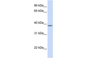 Western Blotting (WB) image for anti-Kruppel-Like Factor 8 (KLF8) antibody (ABIN2460594) (KLF8 Antikörper)