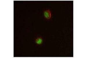 Immunofluorescence (IF) image for anti-CCAAT/enhancer Binding Protein (C/EBP), alpha (CEBPA) antibody (ABIN2664083) (CEBPA Antikörper)
