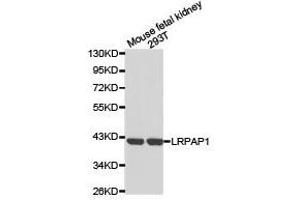 Western Blotting (WB) image for anti-Low Density Lipoprotein Receptor-Related Protein Associated Protein 1 (LRPAP1) antibody (ABIN1873566)