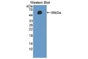 Western Blotting (WB) image for anti-Selectin L (SELL) (AA 101-343) antibody (ABIN1863134) (L-Selectin Antikörper  (AA 101-343))