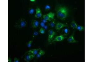 Anti-HP mouse monoclonal antibody (ABIN2453135) immunofluorescent staining of COS7 cells transiently transfected by pCMV6-ENTRY HP (RC223612). (Haptoglobin Antikörper)