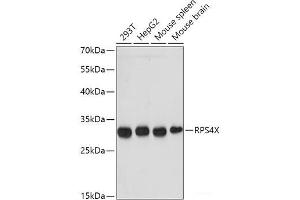 Western blot analysis of extracts of various cell lines using RPS4X Polyclonal Antibody at dilution of 1:1000. (RPS4X Antikörper)