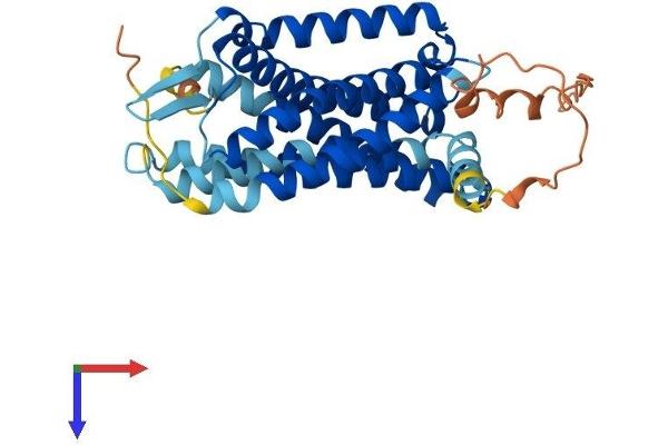 GPR81 Protein (AA 1-346) (His tag)