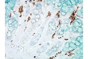 Immunohistochemistry analysis using Mouse Anti-DNA Damage Monoclonal Antibody, Clone 15A3 . (DNA/RNA Damage Antikörper (Atto 390))