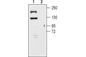 Western blot analysis of mouse brain membrane:1. (Potassium Channel, Subfamily T, Member 1 (KCNT1) Peptid)