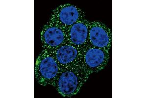 Immunofluorescence (IF) image for anti-Succinate Dehydrogenase Complex, Subunit D, Integral Membrane Protein (SDHD) antibody (ABIN2996554) (SDHD Antikörper)