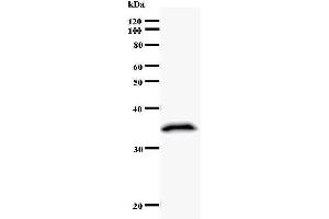 Western Blotting (WB) image for anti-Runt-Related Transcription Factor 1 (RUNX1) antibody (ABIN930965) (RUNX1 Antikörper)