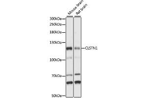 Western blot analysis of extracts of various cell lines, using CLSTN1 antibody (ABIN7266048) at 1:1000 dilution. (Calsyntenin 1 Antikörper  (AA 29-350))