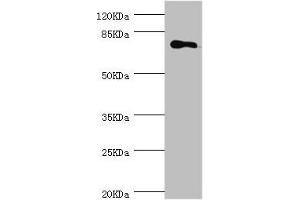 Western blot All lanes: MGAT1 antibody at 1. (MGAT1 Antikörper  (AA 156-445))