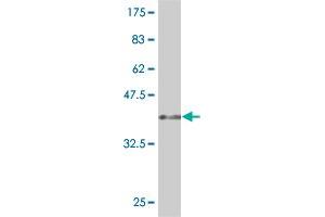 Western Blotting (WB) image for anti-Phospholipase A2, Group XV (PLA2G15) (AA 314-412) antibody (ABIN525357)