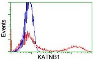 HEK293T cells transfected with either RC201852 overexpress plasmid (Red) or empty vector control plasmid (Blue) were immunostained by anti-KATNB1 antibody (ABIN2455205), and then analyzed by flow cytometry. (KATNB1 Antikörper)