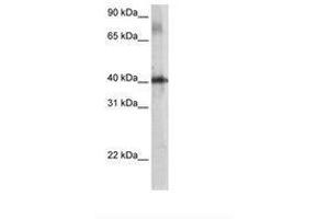 Image no. 2 for anti-TSC22 Domain Family, Member 4 (TSC22D4) (AA 23-72) antibody (ABIN203404) (TSC22D4 Antikörper  (AA 23-72))