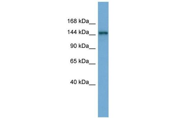 TEX14 Antikörper  (Middle Region)