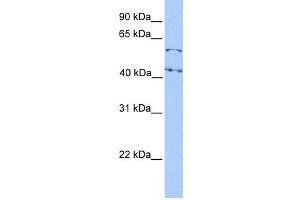 WB Suggested Anti-ELF1 Antibody Titration: 0. (ELF1 Antikörper  (N-Term))