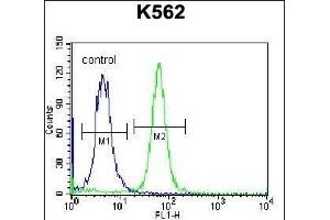 PSORS1C1 Antibody (N-term) (ABIN657118 and ABIN2846264) flow cytometric analysis of K562 cells (right histogram) compared to a negative control cell (left histogram). (PSORS1C1 Antikörper  (N-Term))