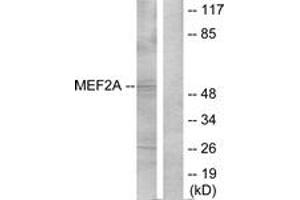 Western Blotting (WB) image for anti-Myocyte Enhancer Factor 2A (MEF2A) (AA 279-328) antibody (ABIN2889024) (MEF2A Antikörper  (AA 279-328))