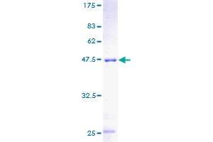 MPHOSPH6 Protein (AA 1-160) (GST tag)