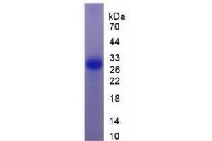 SDS-PAGE (SDS) image for Granzyme K (Granzyme 3, Tryptase II) (GZMK) (AA 27-264) protein (His tag) (ABIN1079749)