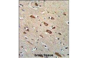 Formalin-fixed and paraffin-embedded human brain tissue reacted with TCERG1L Antibody (Center), which was peroxidase-conjugated to the secondary antibody, followed by DAB staining. (TCERG1L Antikörper  (AA 392-421))