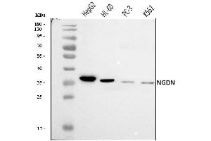 Western blot analysis of NGDN using anti-NGDN antibody (ABIN7602472).