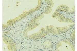 ABIN6273168 at 1/100 staining Mouse colon tissue by IHC-P. (Stanniocalcin 2 Antikörper  (C-Term))