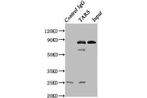 TARS antibody  (AA 1-230)