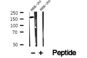 Western blot analysis of extracts of HEK-293 cells, using CEP164 antibody.