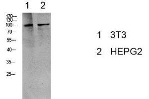 Western Blot analysis of 3T3, HepG2 cells using Phospho-eEF2 (Thr56) Polyclonal Antibody at dilution of 1:1000. (EEF2 Antikörper  (pThr56))