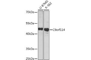 Western blot analysis of extracts of various cell lines, using C9orf114 Rabbit pAb (ABIN7266390) at 1:1000 dilution.