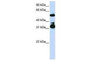 Western Blotting (WB) image for anti-F-Box and WD Repeat Domain Containing 2 (FBXW2) antibody (ABIN2458706)