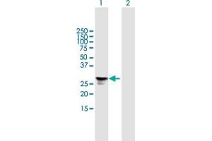 Western Blot analysis of FGFBP1 expression in transfected 293T cell line by FGFBP1 MaxPab polyclonal antibody. (FGFBP1 Antikörper  (AA 1-234))