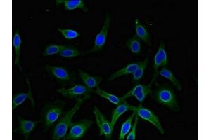 Immunofluorescence (IF) image for anti-Aldo-Keto Reductase Family 1, Member A1 (Aldehyde Reductase) (AKR1A1) (AA 2-325) antibody (ABIN7143637)