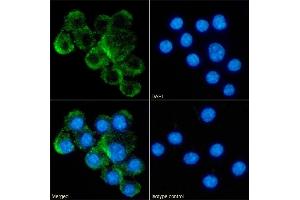 Immunofluorescence staining of fixed RAW264. (Rekombinanter TNFSF8 Antikörper)