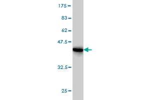 Western Blot detection against Immunogen (41. (RPS19 Antikörper  (AA 1-145))