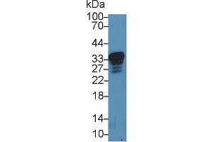 Western Blotting (WB) image for anti-Prion Protein (PRNP) (AA 23-230) antibody (ABIN7433921)