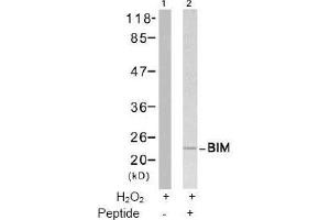 Image no. 2 for anti-BCL2-Like 11 (Apoptosis Facilitator) (BCL2L11) (Ser65) antibody (ABIN197552) (BIM Antikörper  (Ser65))