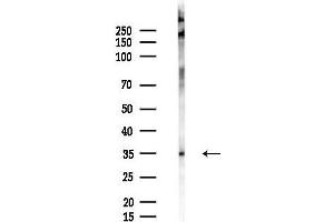 Western blot analysis of lysates from B16F10-LUC cells(starvation 24h treatment), using Phospho-Nanog (Thr280) Antibody at 1/1000 dilution.