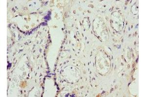Immunohistochemistry (IHC) image for anti-neonatal Fc Receptor (FcRn) (AA 24-297) antibody (ABIN7156043)