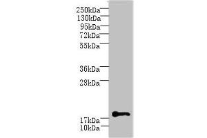Western blot All lanes: C1orf123 antibody at 8 μg/mL + Mouse brain tissue Secondary Goat polyclonal to rabbit IgG at 1/10000 dilution Predicted band size: 18 kDa Observed band size: 18 kDa (C1ORF123 Antikörper  (AA 1-160))