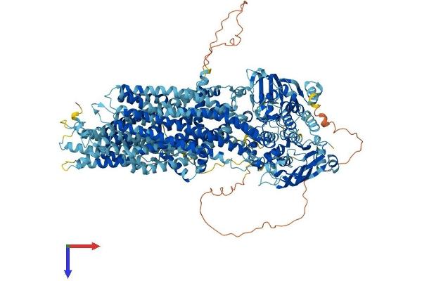 ABCC1 Protein (AA 1-1531) (His tag)