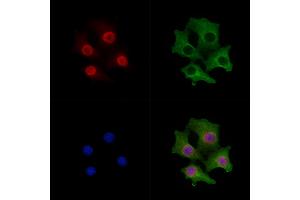 ABIN6261778 and ABIN6278766 staining Hela cells by IF/ICC.