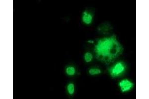 Anti-HDAC1 mouse monoclonal antibody (ABIN2454014) immunofluorescent staining of COS7 cells transiently transfected by pCMV6-ENTRY HDAC1 (RC201745). (HDAC1 Antikörper)