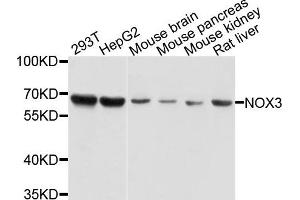 Western blot analysis of extracts of various cells, using NOX3 antibody. (NOX3 Antikörper)