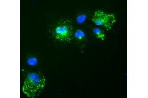 Anti-Nog mouse monoclonal antibody (ABIN2452312) immunofluorescent staining of COS7 cells transiently transfected by pCMV6-ENTRY Nog (RC205020). (NOG Antikörper  (AA 28-232))