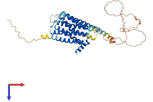 DRD3 Protein (AA 1-446) (His tag)