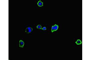 Immunofluorescent analysis of HepG2 cells using ABIN7174949 at dilution of 1:100 and Alexa Fluor 488-congugated AffiniPure Goat Anti-Rabbit IgG(H+L) (MYO1G Antikörper  (AA 209-389))