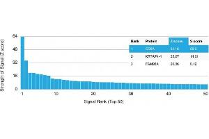 Analysis of Protein Array containing more than 19,000 full-length human proteins using CD8A Recombinant Mouse Monoclonal Antibody (rC8/468). (Rekombinanter CD8 alpha Antikörper)