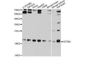 Western blot analysis of extracts of various cell lines, using CETN2 Antibody (ABIN1876585) at 1:1000 dilution. (CETN2 Antikörper)
