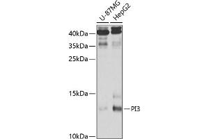 Western blot analysis of extracts of various cell lines, using PI3 antibody (ABIN6132804, ABIN6145588, ABIN6145590 and ABIN6221092) at 1:1000 dilution. (PI3 Antikörper  (AA 23-117))